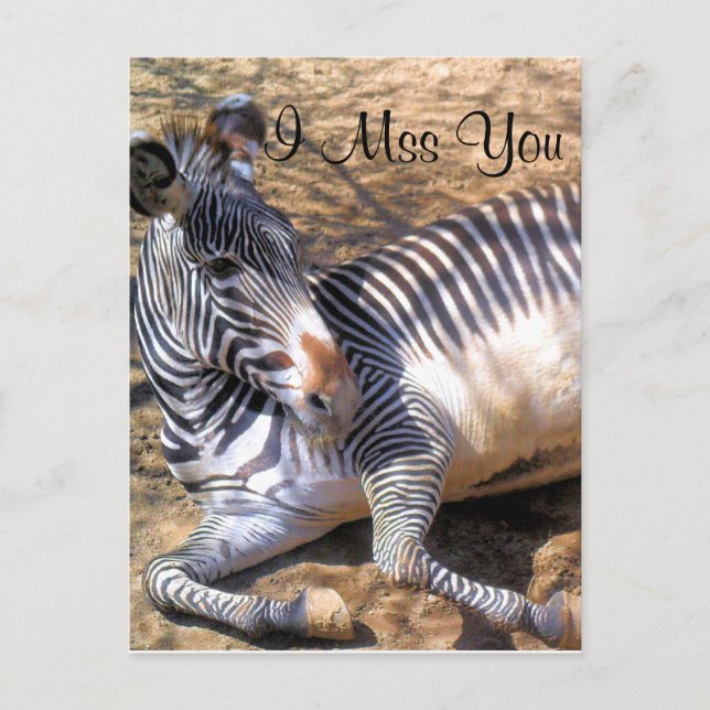 Zebra der Liebe_ Postkarte (Vorderseite)