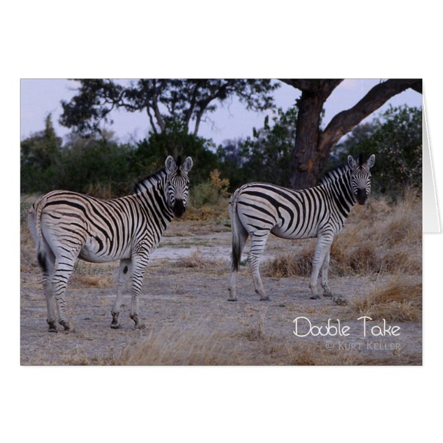 Zebra Double Take Foto (Vorderseite (Horizontal))
