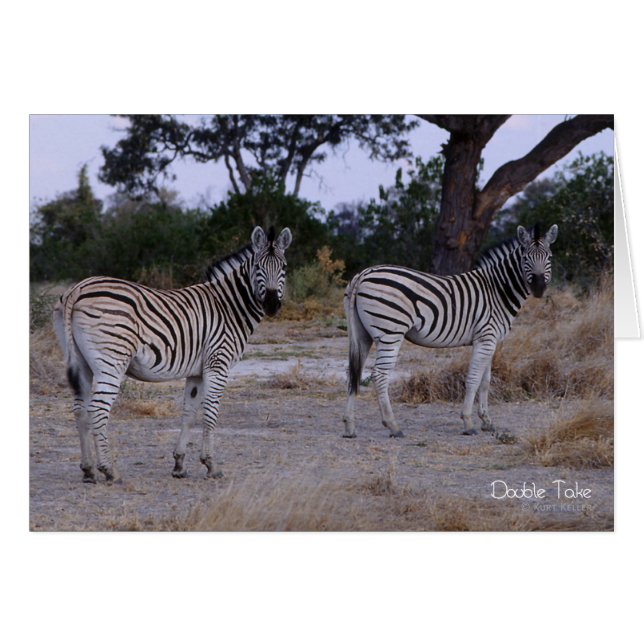 Zebra Double Take Foto (Vorderseite (Horizontal))
