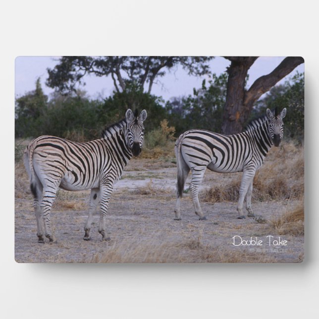 Zebra Double Take Foto Fotoplatte (Vorderseite)