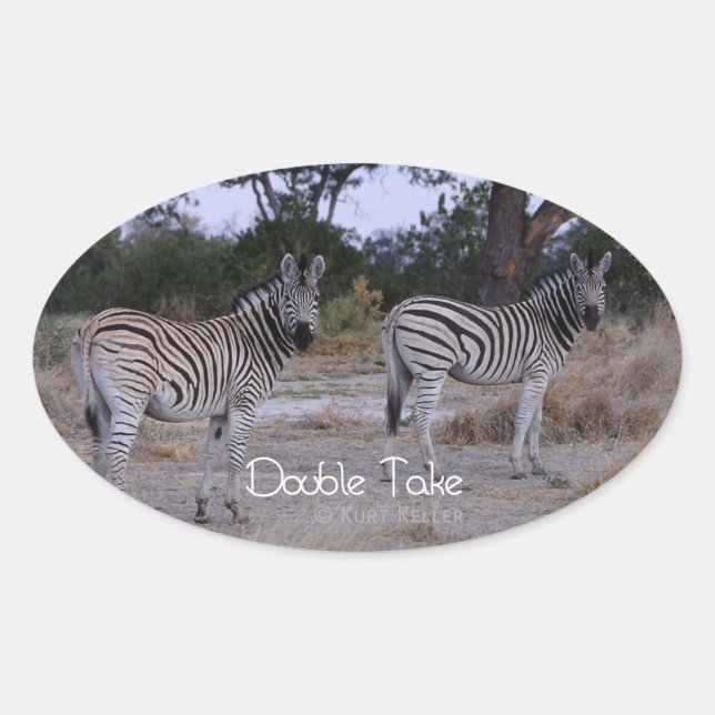 Zebra Double Take Foto Ovaler Aufkleber (Vorderseite)