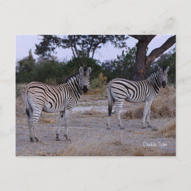 Zebra Double Take Foto Postkarte (Vorderseite)