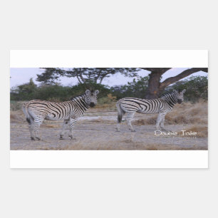 Zebra Double Take Foto Rechteckiger Aufkleber