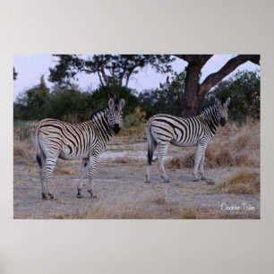 Zebra Double Take Photo Poster