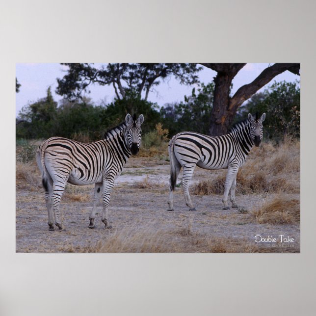 Zebra Double Take Photo Poster (Vorne)