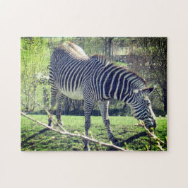 Zebra Entspannung der Selbstversorgung