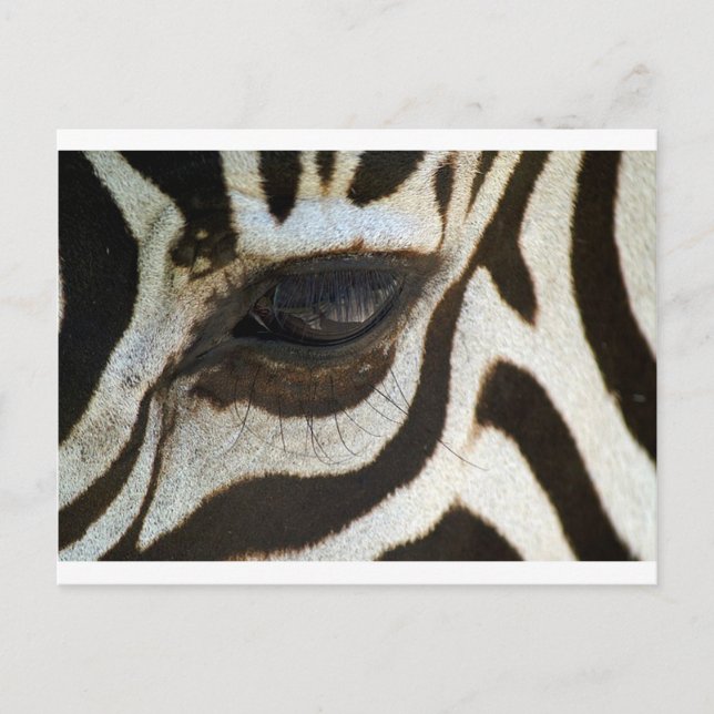 Zebra eye cute serene image postkarte (Vorderseite)