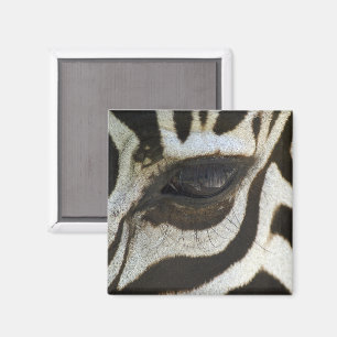 Zebra Eye Magnet