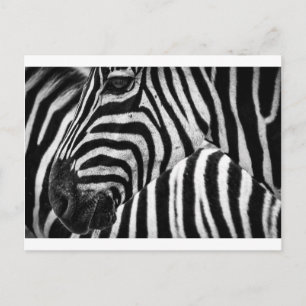 Zebra Face Postkarte