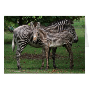 Zebra-Familie