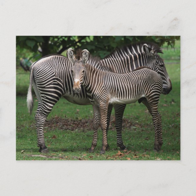 Zebra-Familie Postkarte (Vorderseite)