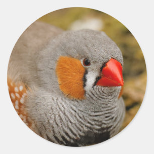 Zebra Finch auf den Felsen Runder Aufkleber