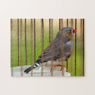 Zebra Finch Bird in Cage