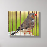 Zebra Finch Bird in Cage