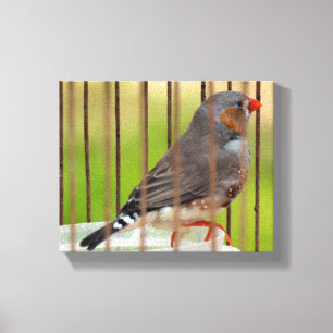 Zebra Finch Bird in Cage Leinwanddruck