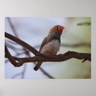 Zebra-Finch Poster
