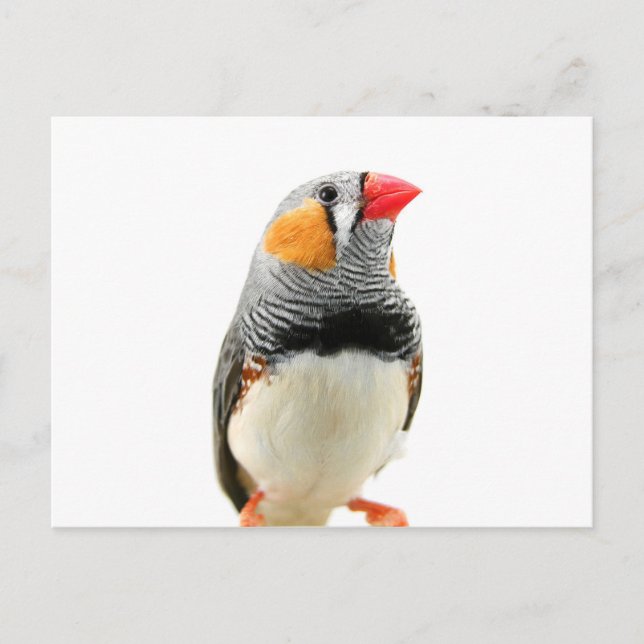 Zebra Finch Postkarte (Vorderseite)