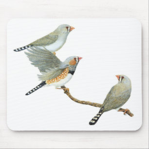 Zebra Finch Trio - Taeniopygia guttata Mousepad
