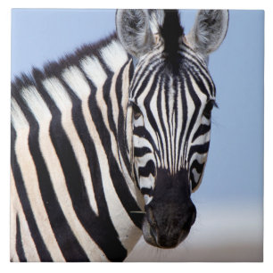 Zebra Fliese