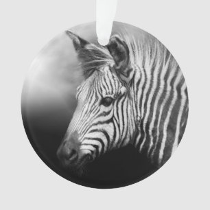 Zebra Foal