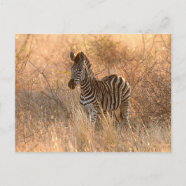 Zebra foal in Morgenlicht Postkarte