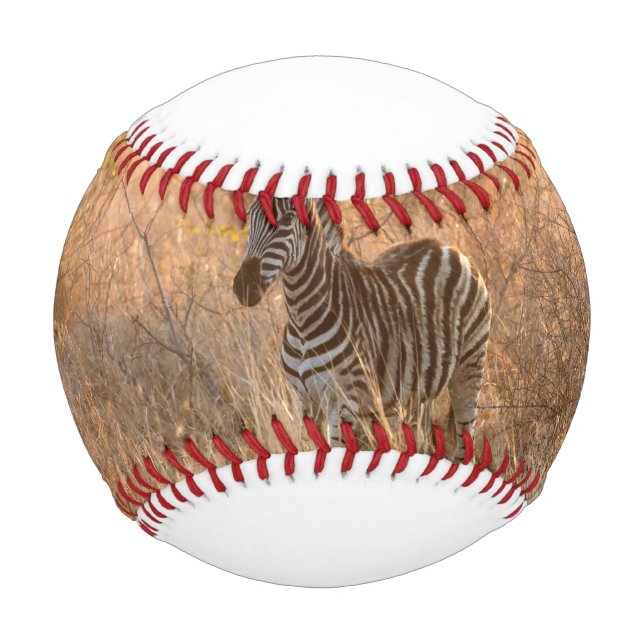 Zebra foal in morning light baseball (Vorderseite)