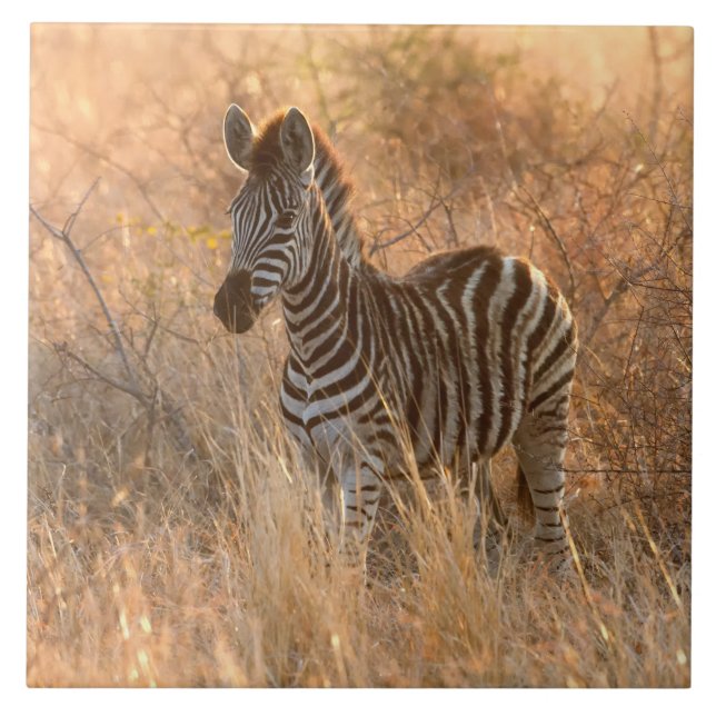 Zebra foal in morning light fliese (Vorderseite)