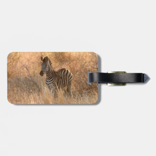 Zebra foal in morning light gepäckanhänger