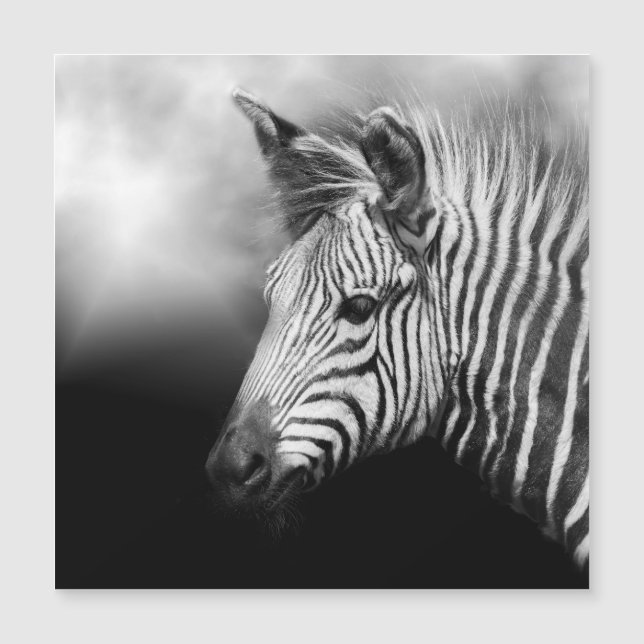 Zebra Foal Magnetkarte (Vorderseite)