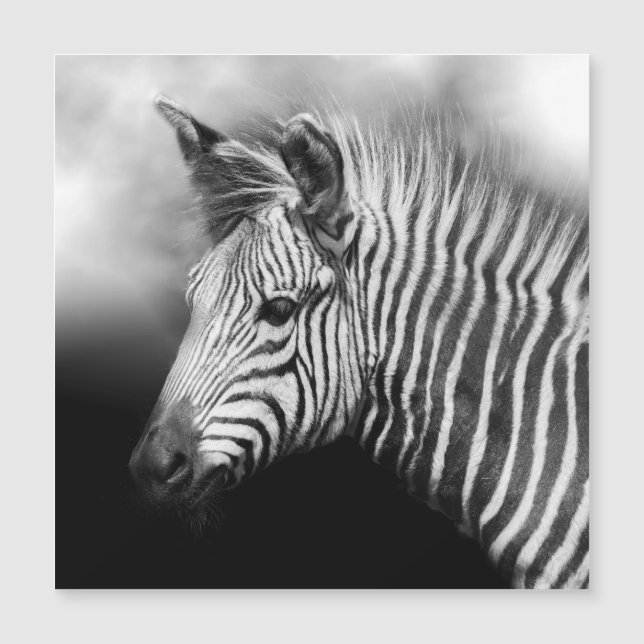 Zebra Foal Magnetkarte (Vorderseite)