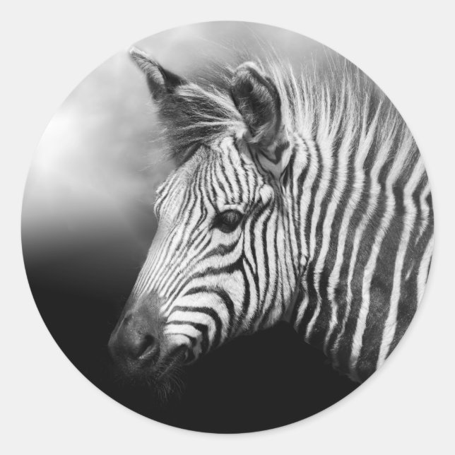 Zebra Foal Poster Runder Aufkleber (Vorderseite)