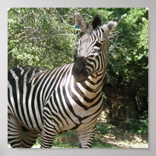 Zebra-Foto-Entwurfs-Druck Poster