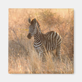 Zebra foto in Morgensonnenaufgang Foto Magnet