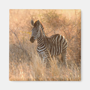 Zebra foto in Morgensonnenaufgang Foto Magnet