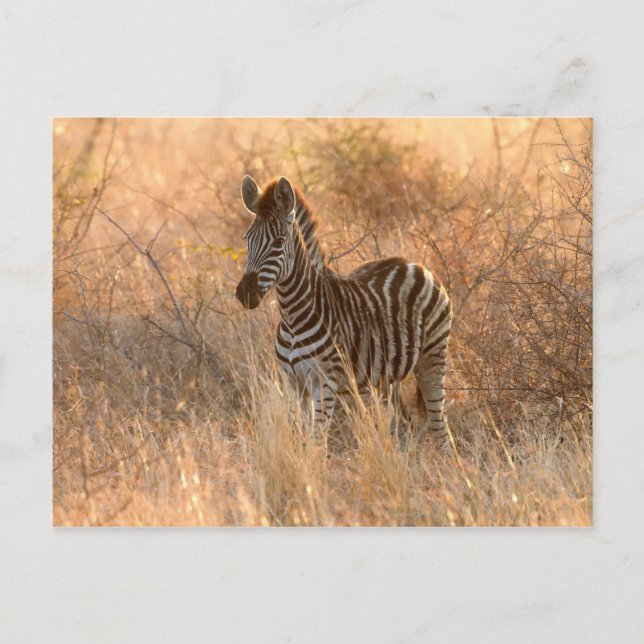 Zebra foto in Morgensonnenaufgang Foto Postkarte (Vorderseite)
