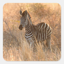 Zebra foto in Morgensonnenaufgang Foto Quadratischer Aufkleber