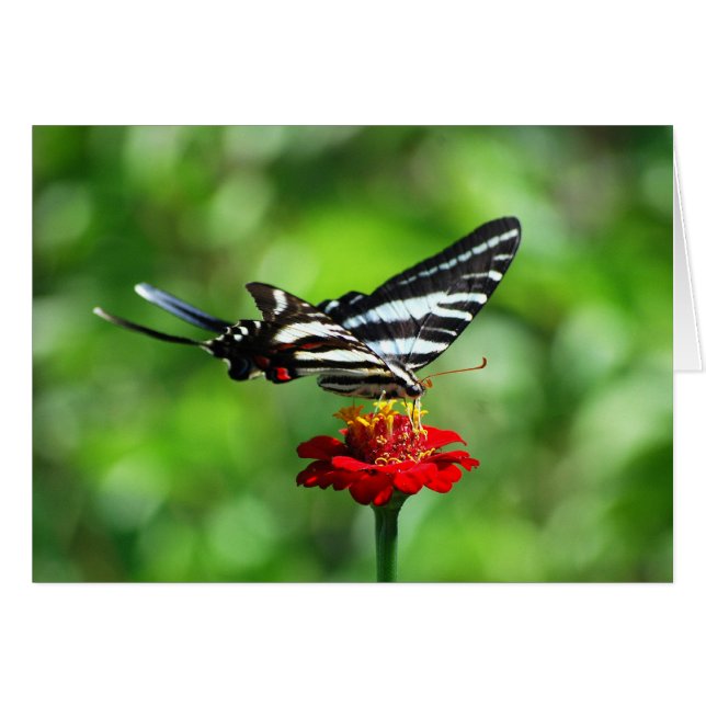 Zebra Frack Butterfly (Vorderseite (Horizontal))