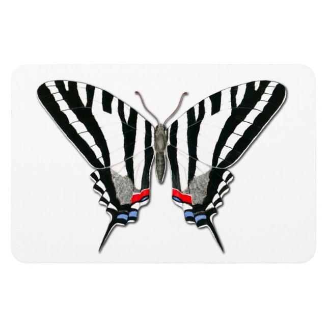 Zebra Frack Butterfly Flexi Magnet (Horizontal)