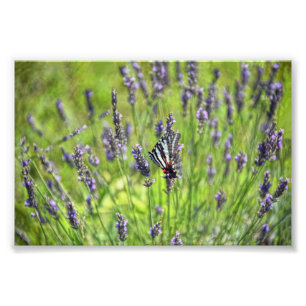 Zebra Frack Butterfly in einem Lavendelfeld Fotodruck