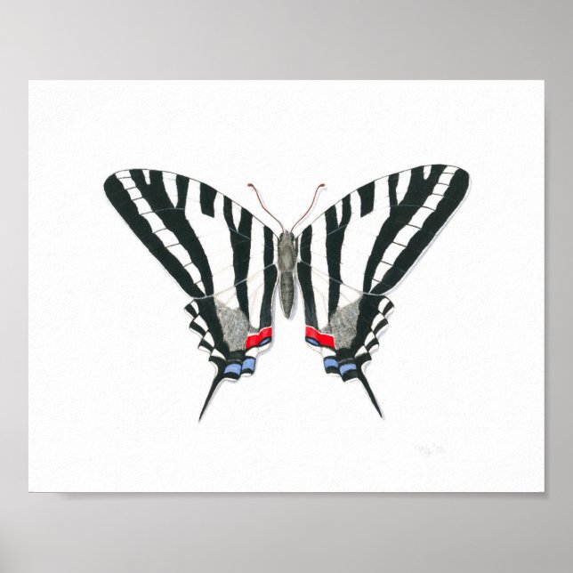 Zebra Frack Butterfly Kunstdrucken Poster (Vorne)