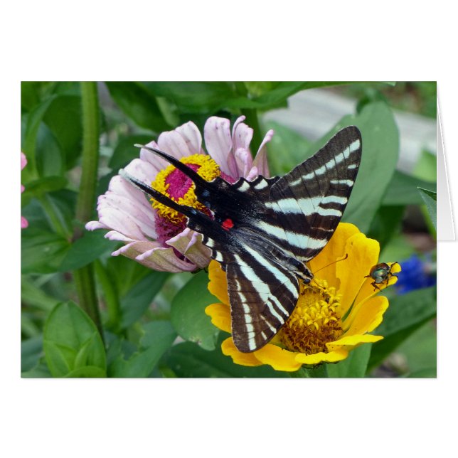 Zebra Frack+Japanischer Käfer (Vorderseite (Horizontal))