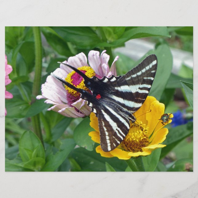 Zebra Frack+Japanischer Käfer (Vorderseite)