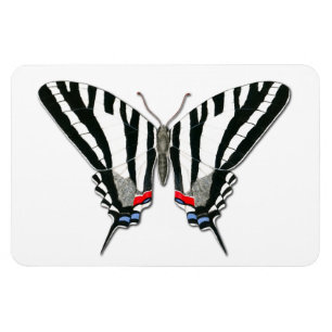 Zebra-Frack-Schmetterling Flexi Magnet