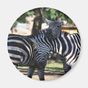 Zebra Friends Magnet