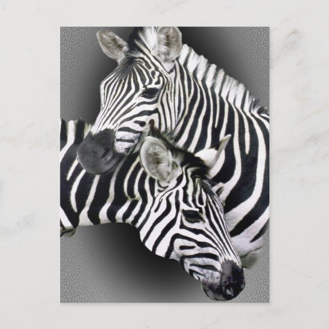 Zebra Geschenke Postkarte (Vorderseite)