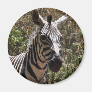 Zebra-Gesicht Magnet