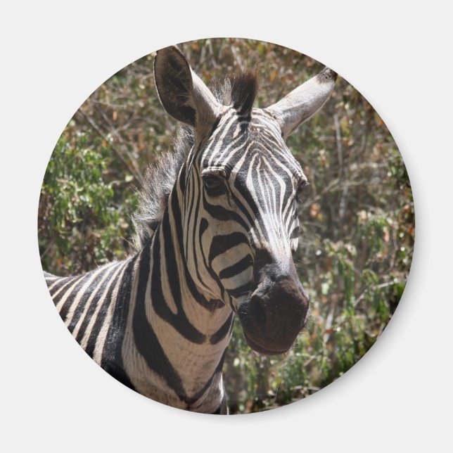 Zebra-Gesicht Magnet (Vorne)