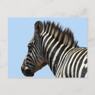 Zebra-Gesicht Postkarte