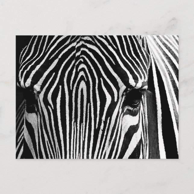 Zebra-Gesicht Postkarte (Vorderseite)