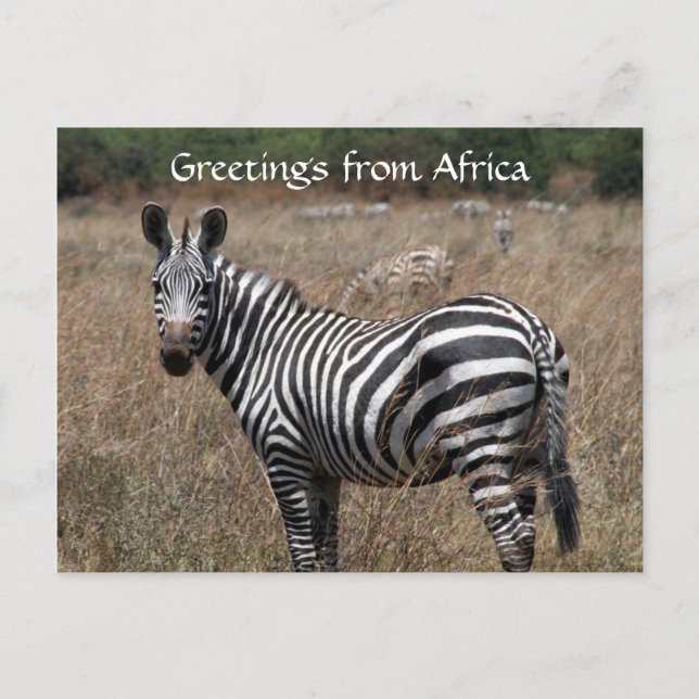 Zebra-Grüße Postkarte (Vorderseite)